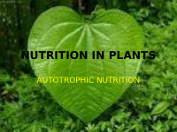 NUTRITION IN PLANTS (1).pptx